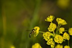 Tuffo nel Giallo