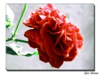 Rosa sbocciata