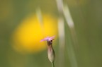 la solitudine rifotografata