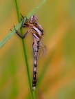 Nessuna speranza...