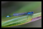 damigella blu