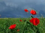 rosso di sera ......!