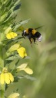 giallo nero e.....verde!