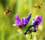 angeli in volo