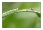 Onda verde