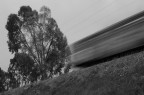 La foto ritrae "la littorina", ancora in servizio dal lontano 1936, sfrecciante tra le campagne del basso Salento.
Note tecniche: Minolta Dynax 5D, esposizione a priorit di diaframmi 1/5, F25, ISO100; bilanciamento del bianco manuale a cielo coperto; lunghezza focale 50mm (eq.75); qualit RAW, modalit bianco e nero. Macchina su cavalletto e scatto con telecomando.