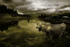 Mucca delle alpi