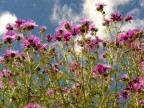 Fiori spontanei