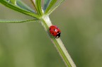 In picchiata!