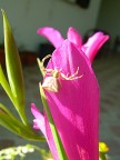 rosa...