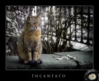 Incantato