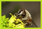 L'ape maia 3