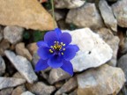 Aquilegia