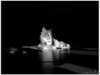 Belbo - sguardo distaccato