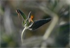 Naturalmente