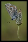 Il fiore e la farfalla
