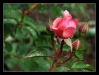 bocciolo rosa