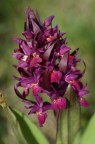 orchidea1