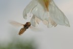 Volando...