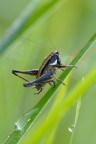 Tettigoniidae Pholidoptera fallax femmina