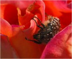 Un coleottero all'interno di una rosa