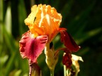 Iris