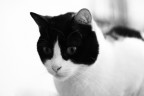 Canon EOS 400D
EF 50mm f/1.8 II
1/60 sec - f/1.8 - ISO 1600