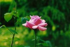 la rosa