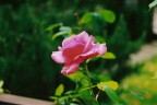 rosa