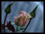 rosa beatrice