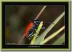 &quot;Ladybeetle@four&quot;
