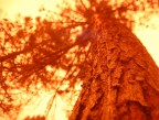 &quot;red tree&quot;