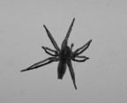 So che non  un gran ch in bianco e nero....e che non  una super macro...ma  una di quelle che mi paicciono di pi..... e poi su...era la notte di capodanno!!!