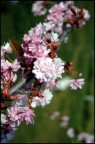 Primavera...