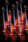 Violini
