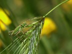 ecco uno di quei simpaticissimi e piccolissimi grilli che non amano essere fotografati, stavolta ancora infreddolito perch se ne stava all'ombra o beccato questo che subito dopo se le svignata!