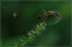 Predatore, preda e spettatore