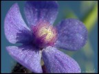 Raccoglievamo Fiori