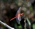 Prova di libellula