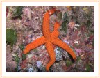Una stella marina con strani 'peli' rossi