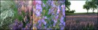 SalveSalvia