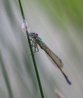 Cuc!!!!! (Prima Libellula 2007)