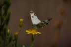 Farfalla