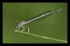 Ironic dragonfly