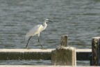 Garzetta catturata in valle a Comacchio.
Commenti e critiche sempre ben accetti.

   Crop
   Shutter speed value   1/800 s
   Aperture value        f/8
   ISO speed ratings     ISO 200
   Exposure bias value   -0.33 eV
   Focal length          300 mm