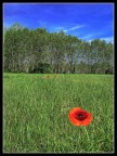 Solitari Solitari