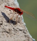 Libellula rossa