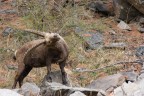 Trekking Foto-Naturalistico al Parco Nazionale del Gran Paradiso