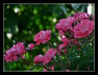rosa ferdy