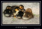 Nuove leve.....